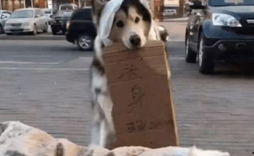 娱乐吃瓜酱骑车狗